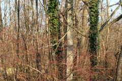 Reste der ehemaligen Fliegerkaserne im Südwestteil des ehemaligen Flugfeld Aspern neben dem noch erhaltenen Wasserbunker. Aufgenommen am 04.02.2007. Foto: Ing. Erwin Rössler