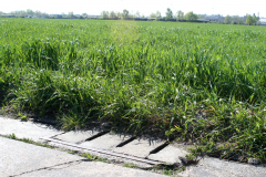 Ein Kanaldeckel der Landebahn 09-27 auf dem ehemaligen Flugfeld Aspern. Aufgenommen am 20.04.2008. Foto: Ing. Erwin Rössler
